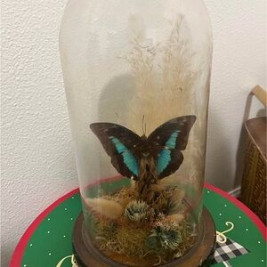 Decorative Blue Butterfly Dome Display - Natural Accent